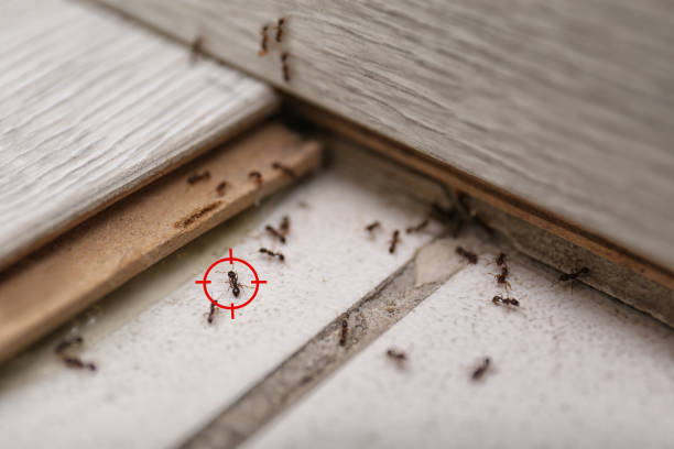 Best Spider Control Near Me  in Lake Tapps, WA
