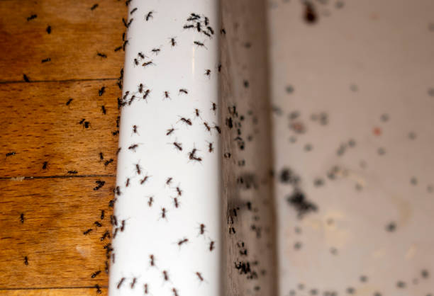 Best Affordable Pest Control Services  in Lake Tapps, WA